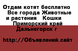 Отдам котят бесплатно  - Все города Животные и растения » Кошки   . Приморский край,Дальнегорск г.